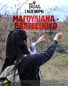 Μαγούλιανα – Βαλτεσίνικο _ Στο μονοπάτι του κυνόροδου